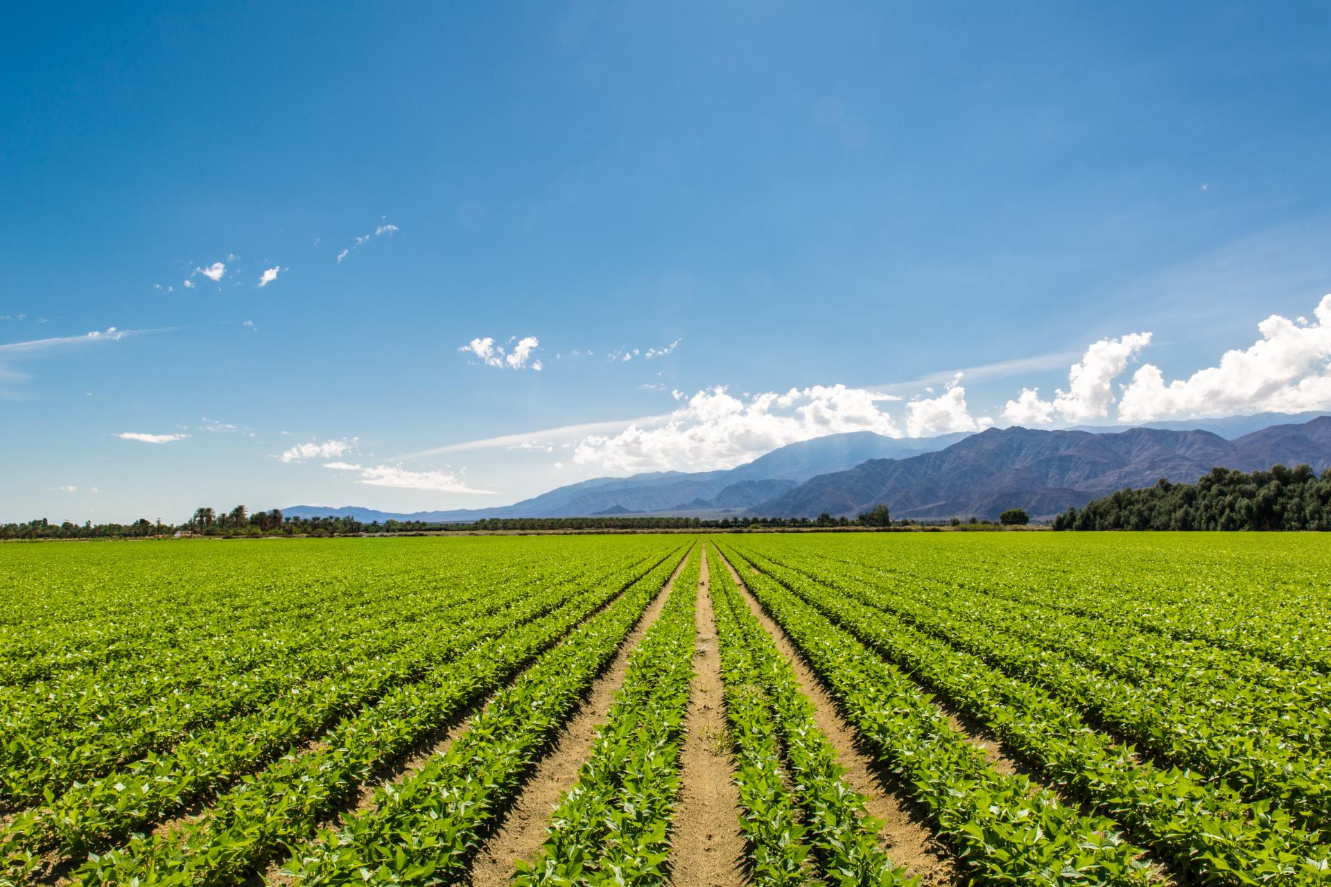 Bayer Crop Science Media Case Study